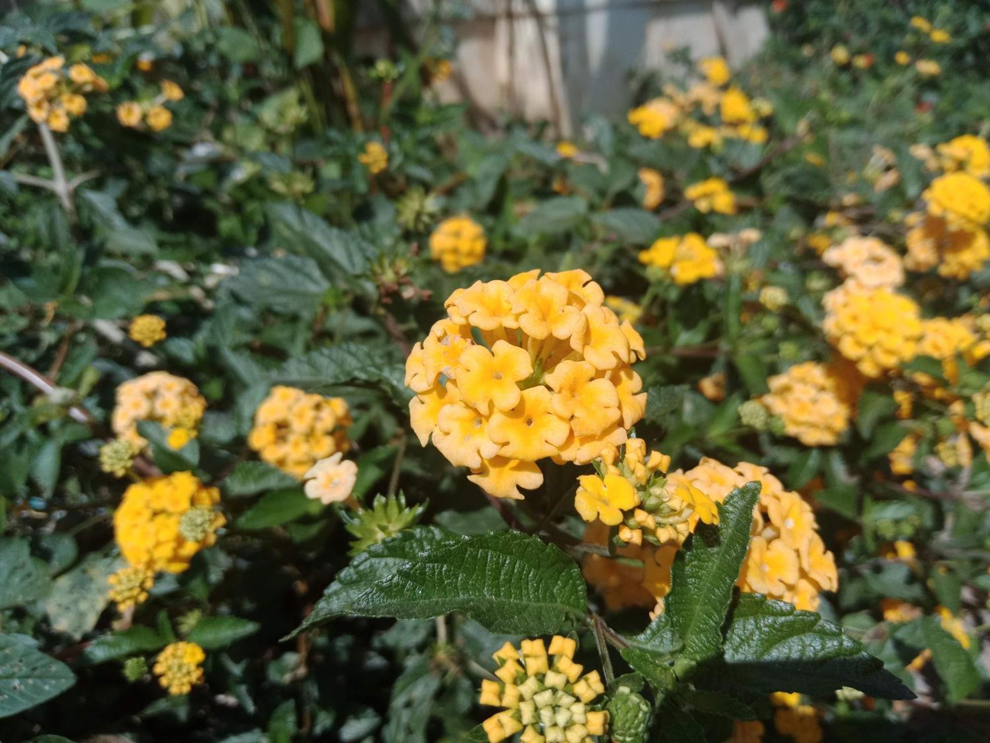 Homestay New Serene Mountains Munnar *
