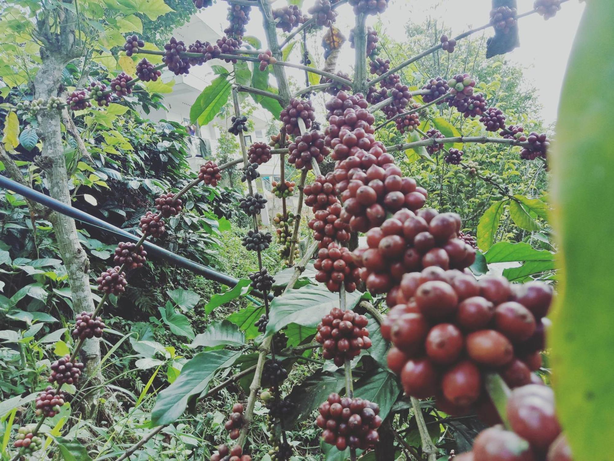 Homestay New Serene Mountains Munnar *
